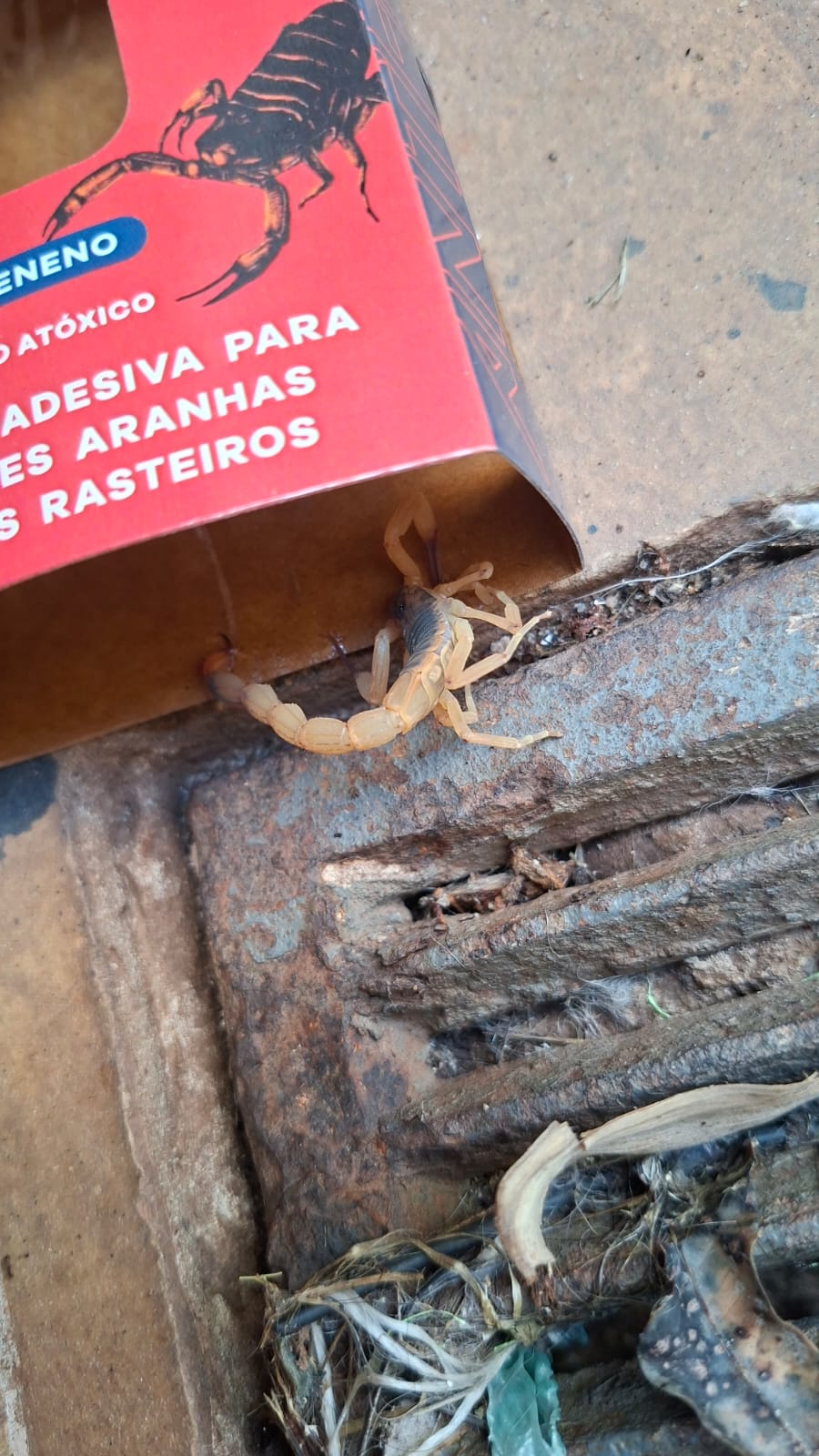 Escorpião interceptado junto à entrada da armadilha Anti-Picadas